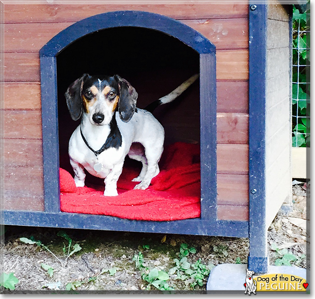 Peguine the Miniature Dachshund, the Dog of the Day