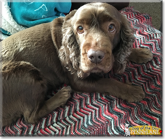 Pennylane the Sussex Spaniel, the Dog of the Day