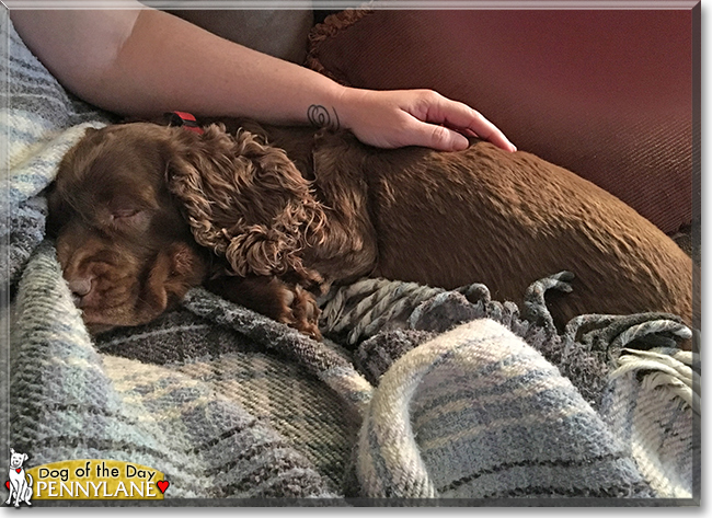 Pennylane the Sussex Spaniel, the Dog of the Day