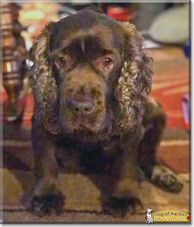 Pennylane the Sussex Spaniel, the Dog of the Day