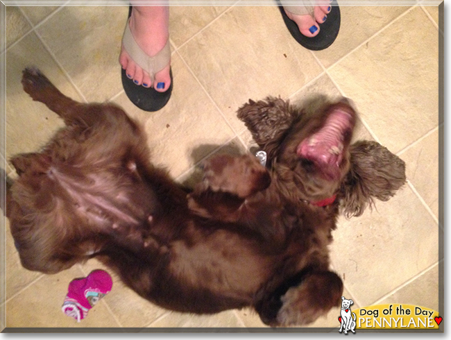 Pennylane the Sussex Spaniel, the Dog of the Day