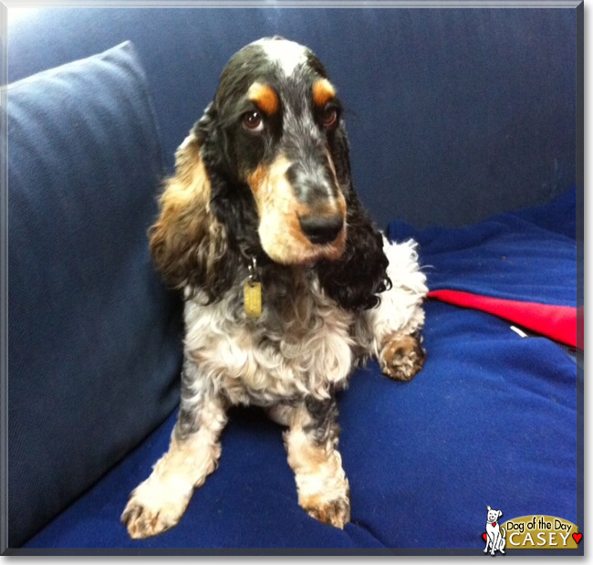 Casey the English Cocker Spaniel, the Dog of the Day