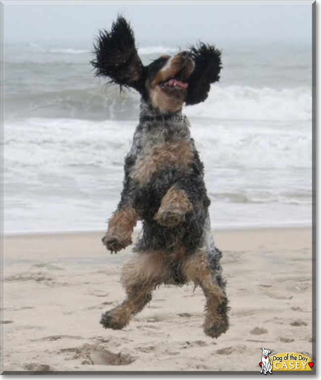 Casey the English Cocker Spaniel, the Dog of the Day