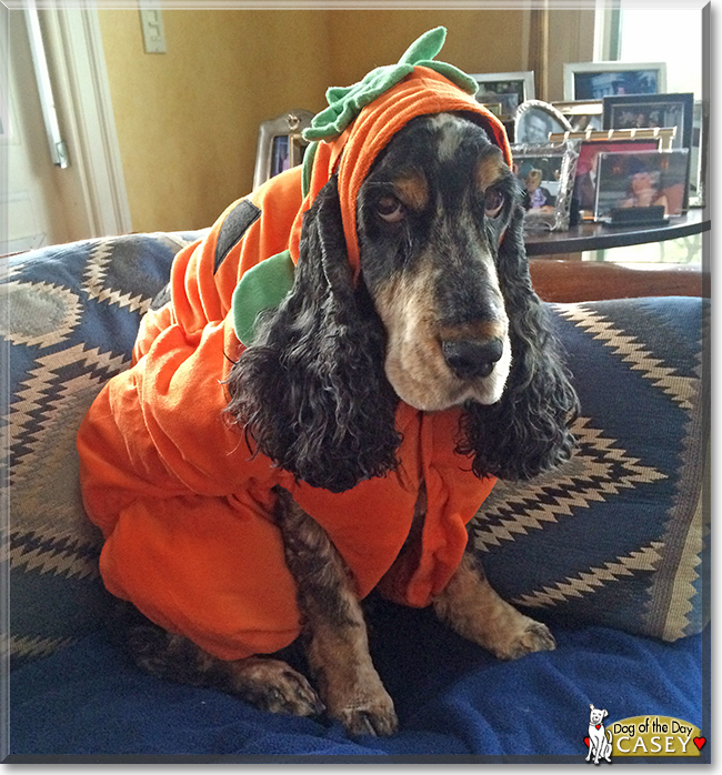 Casey the English Cocker Spaniel, the Dog of the Day