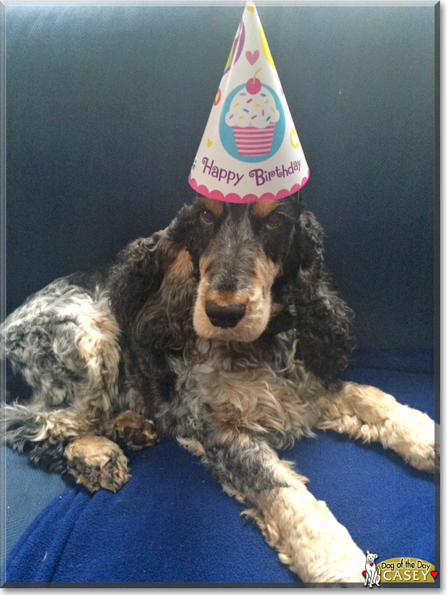 Casey the English Cocker Spaniel, the Dog of the Day