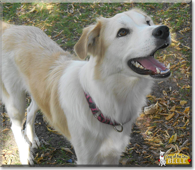 Belle the Great Pyrenees mix, the Dog of the Day