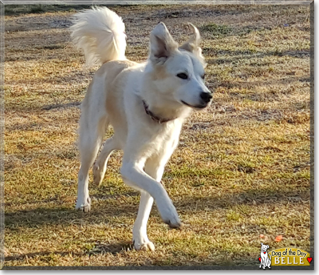 Belle the Great Pyrenees mix, the Dog of the Day