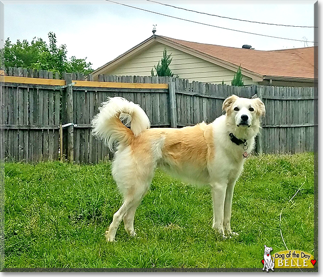 Belle the Great Pyrenees mix, the Dog of the Day