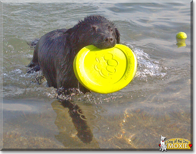 Moxie the Labrador Retriever, Australian Shepherd mix, the Dog of the Day