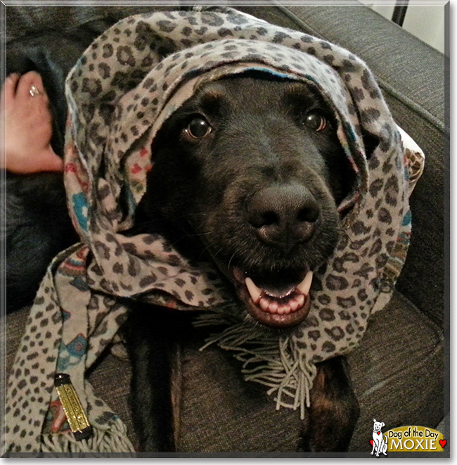 Moxie the Labrador Retriever, Australian Shepherd mix, the Dog of the Day