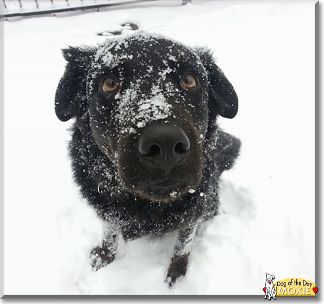 Moxie the Labrador Retriever, Australian Shepherd mix, the Dog of the Day