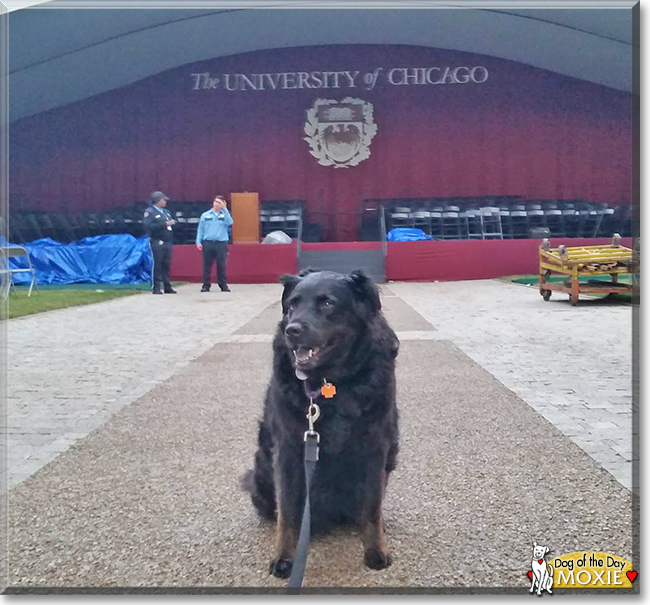 Moxie the Labrador Retriever, Australian Shepherd mix, the Dog of the Day