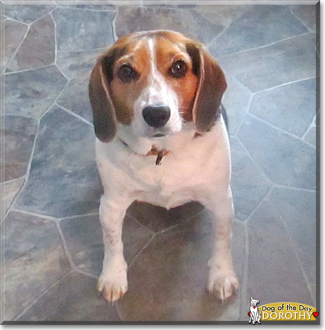 Dorothy the Beagle, the Dog of the Day