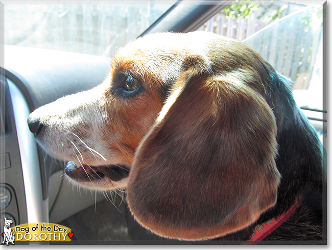 Dorothy the Beagle, the Dog of the Day