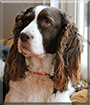 Zack the English Springer Spaniel