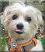 Griffin the Yorkshire Terrier/Shih Tzu mix