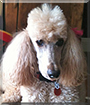 Sophie the Standard Poodle