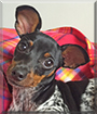 Chipita the Miniature Pinscher