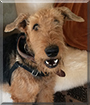 Baxter the Airedale