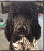 Flynn the Standard Poodle