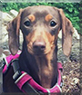 Gretel the Smooth-Haired Dachshund