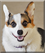 Zelda the Pembroke Welsh Corgi