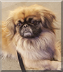 Gizmo the Pekingese