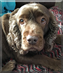 Pennylane the Sussex Spaniel