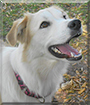 Belle the Great Pyrenees mix