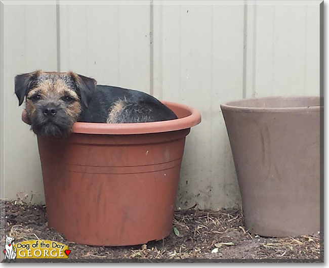 George the Border Terrier, the Dog of the Day