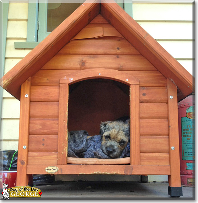 George the Border Terrier, the Dog of the Day