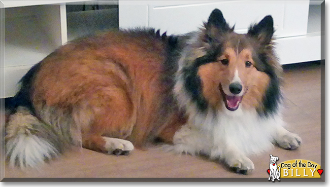 Billy the Shetland Sheepdog, the Dog of the Day