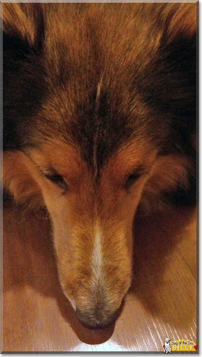 Billy the Shetland Sheepdog, the Dog of the Day