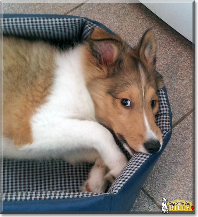 Billy the Shetland Sheepdog, the Dog of the Day