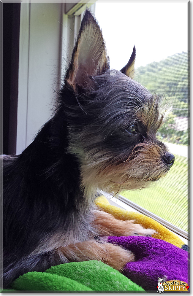 Skippy the Chihuahua, Yorkshire Terrier, the Dog of the Day