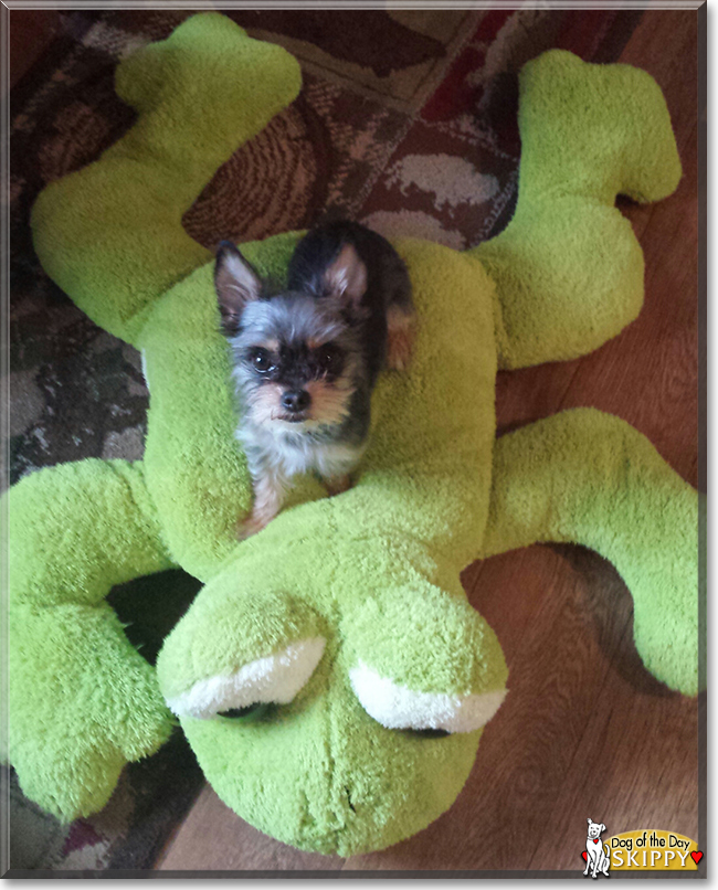 Skippy the Chihuahua, Yorkshire Terrier, the Dog of the Day