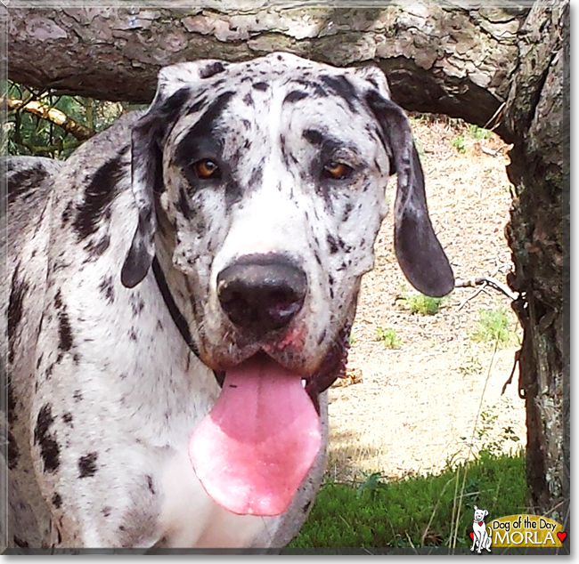 Morla the Great Dane, the Dog of the Day