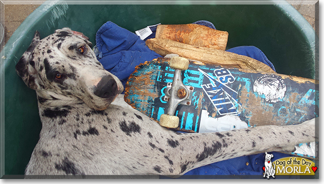 Morla the Great Dane, the Dog of the Day