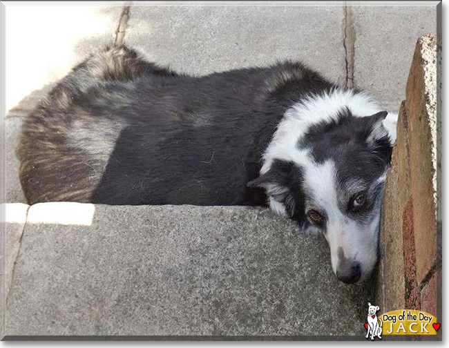 Jack the Border Collie, the Dog of the Day