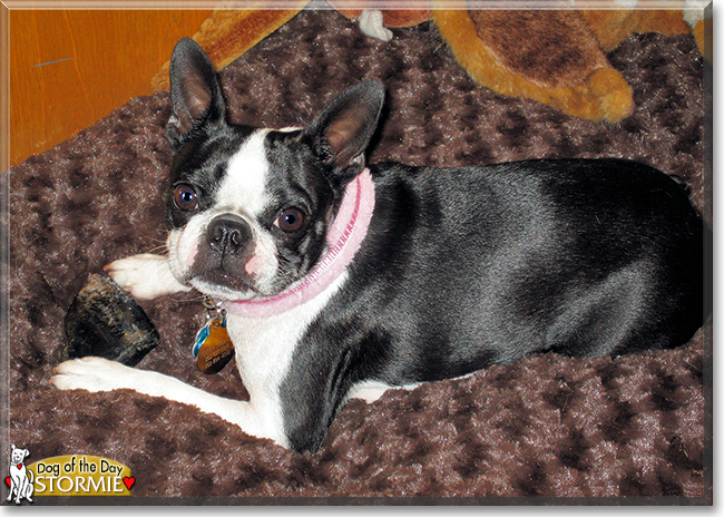 Stormie the Boston Terrier, the Dog of the Day