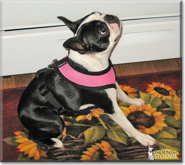 Stormie the Boston Terrier, the Dog of the Day