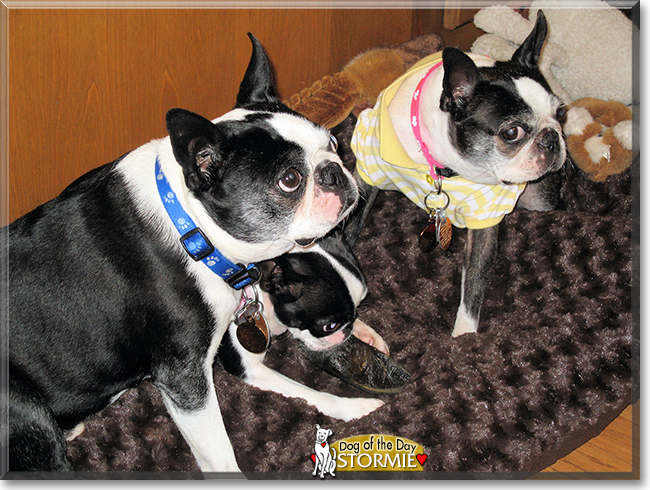 Stormie the Boston Terrier, the Dog of the Day