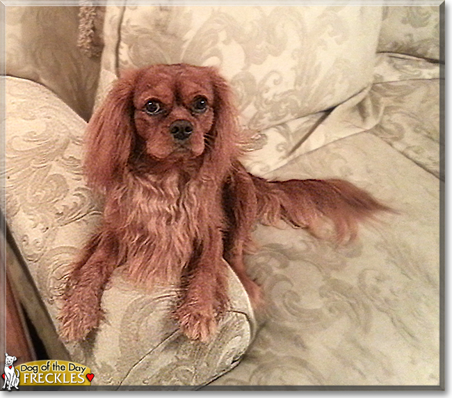 Freckles the Cavalier King Charles Spaniel, the Dog of the Day