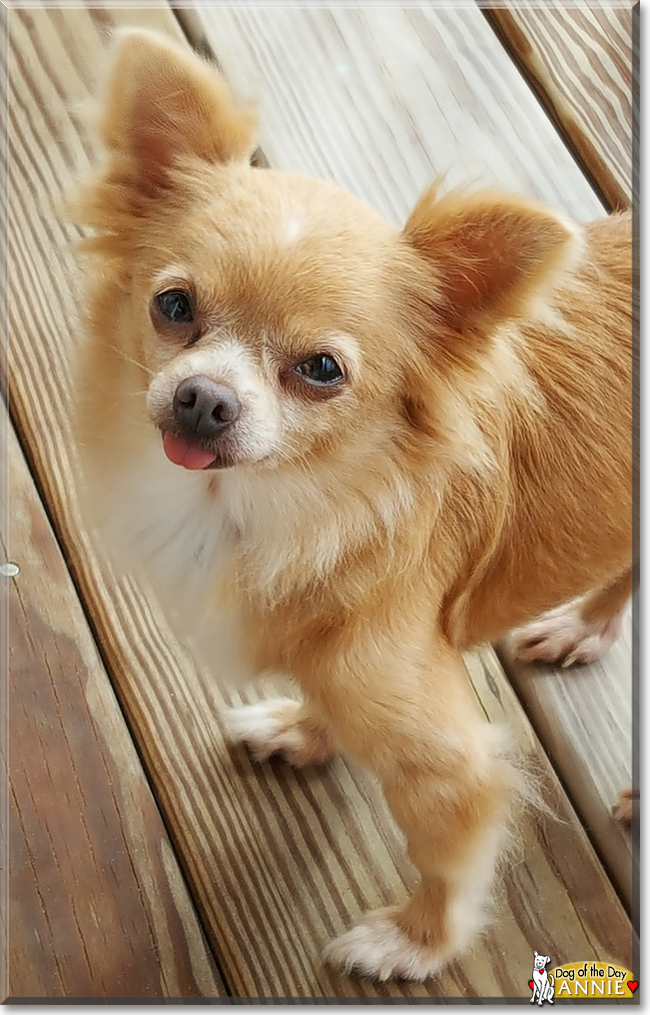 Annie the Chihuahua, the Dog of the Day