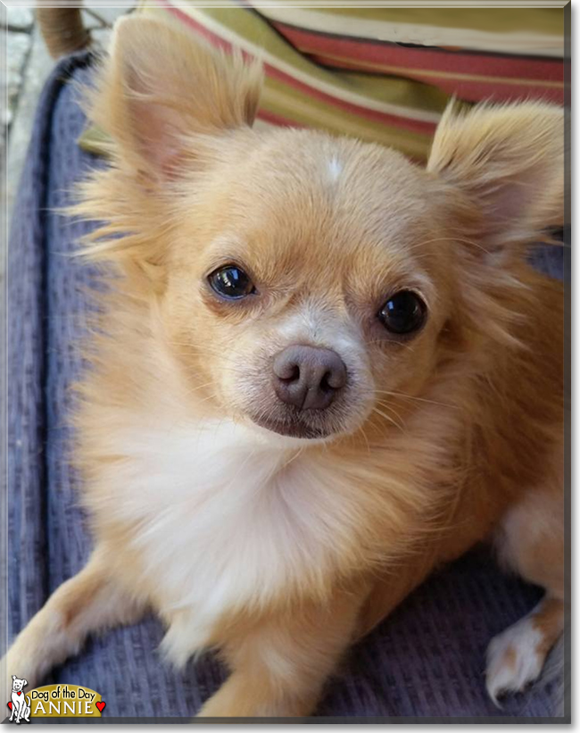 Annie the Chihuahua, the Dog of the Day