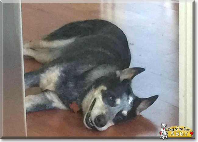 Abby the Australian Cattle Dog, the Dog of the Day