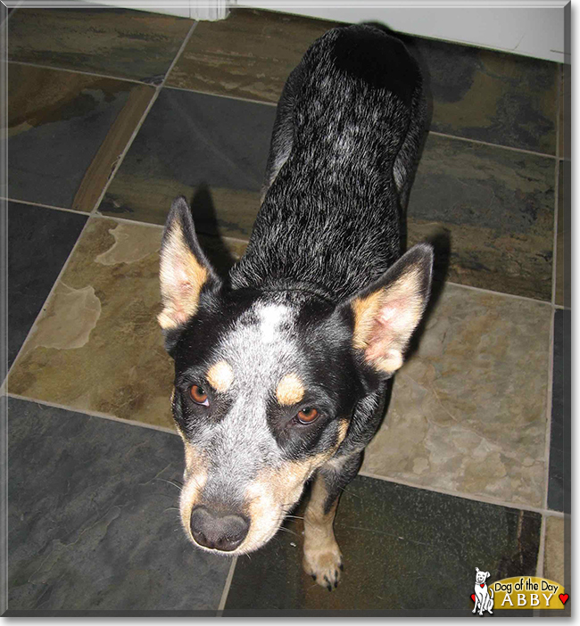 Abby the Australian Cattle Dog, the Dog of the Day