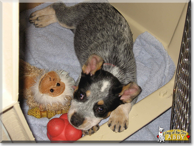 Abby the Australian Cattle Dog, the Dog of the Day