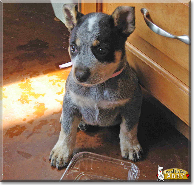 Abby the Australian Cattle Dog, the Dog of the Day