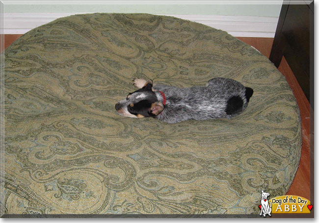 Abby the Australian Cattle Dog, the Dog of the Day